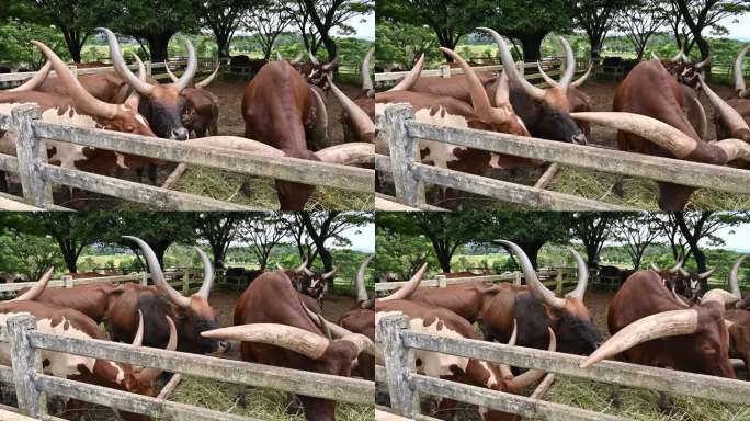 Ankole-Watusi牛生活在农场里。