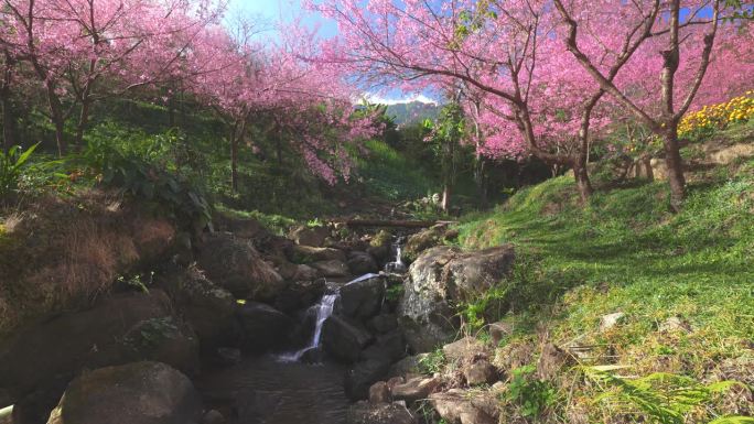 春天粉红色的樱花树