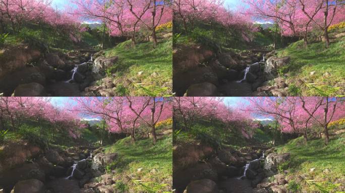春天粉红色的樱花树