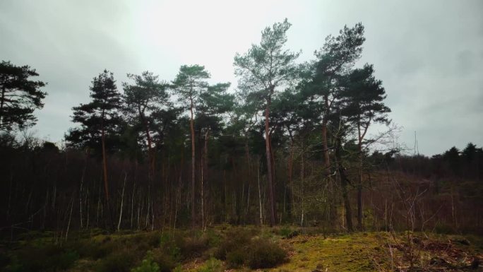 荷兰马斯杜宁国家公园寒冷黑暗的冬季荒野中的松树