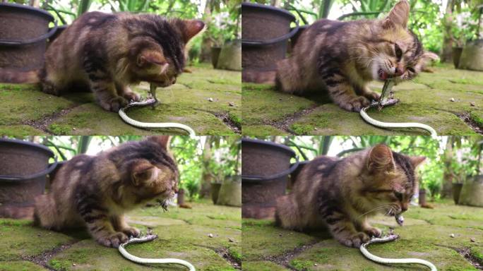 一只长毛的棕色小猫吃了一条小蛇。猫在野外打猎时咬蛇。猫喜欢在镜头前摸蛇