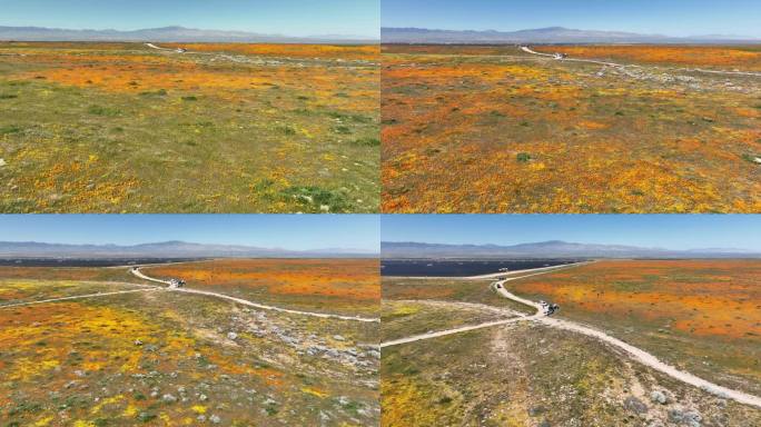 羚羊谷罂粟和金矿野花航拍向前-拍摄外的罂粟保护区美国加利福尼亚州