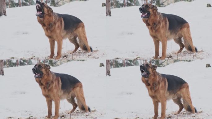 狗愤怒地叫着，他们站在冬松林中。雪,冷。中景，一只德国牧羊犬的侧视图。