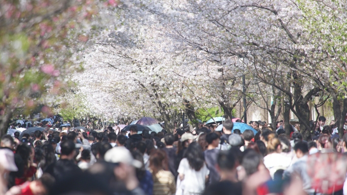 鸡鸣寺樱花大道游客，樱花，樱花大道延时