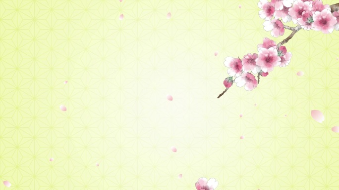 粉红色的樱花和花瓣落在日本传统背景