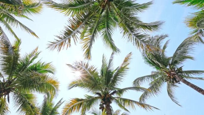 热带棕榈树岛是夏日的天堂，椰子树映衬着天空阳光夏日的背景
