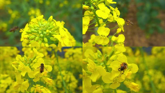 油菜花 蜜蜂蜂蜜 菜花 花开 春天 春暖