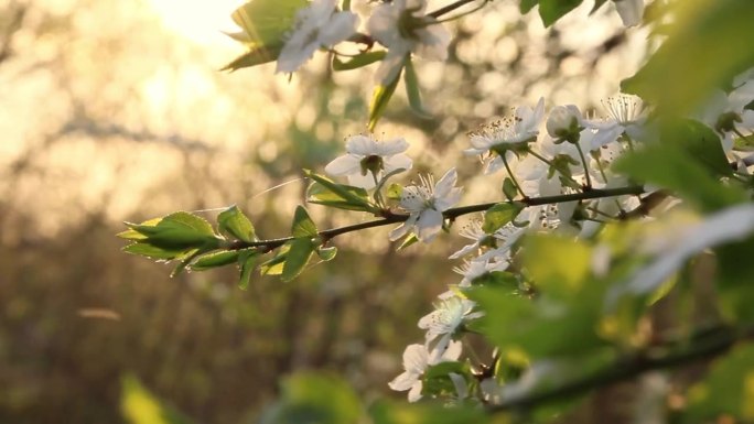 开花苹果树与树枝与太阳耀斑的背景。苹果树花近景。美丽的白花。