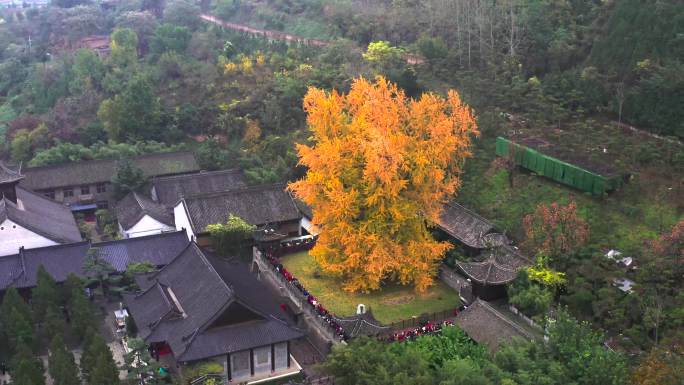 4K观音禅寺 银杏树 千年银杏树 航拍