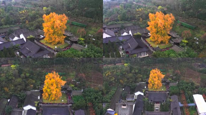 4K观音禅寺 银杏树 千年银杏树 航拍