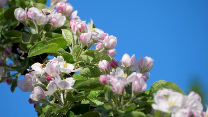 蜜蜂从盛开的花朵中采集花蜜的嗡嗡声