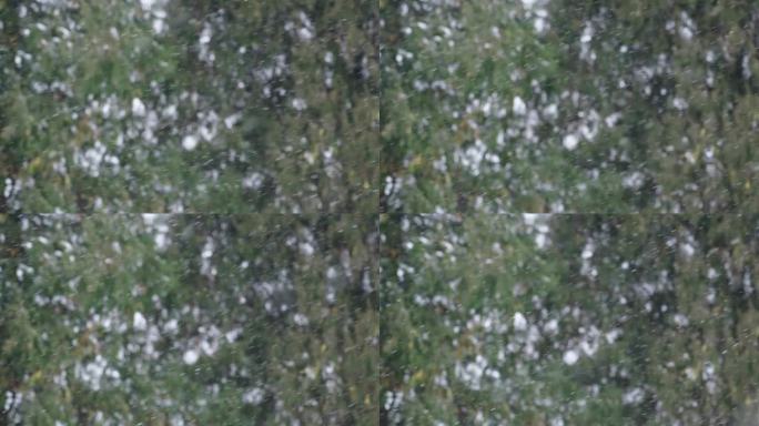 雪落松树的散景。雪松树枝背景的降雪。