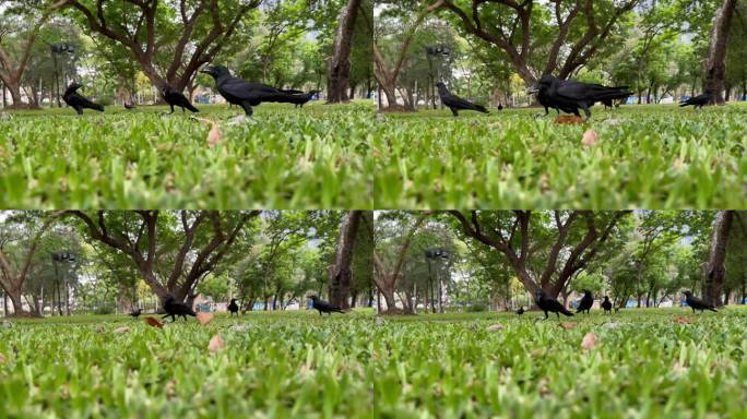 一群乌鸦在草地上吃东西。