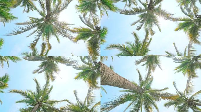 热带棕榈树岛是夏日的天堂，椰子树映衬着天空阳光夏日的背景
