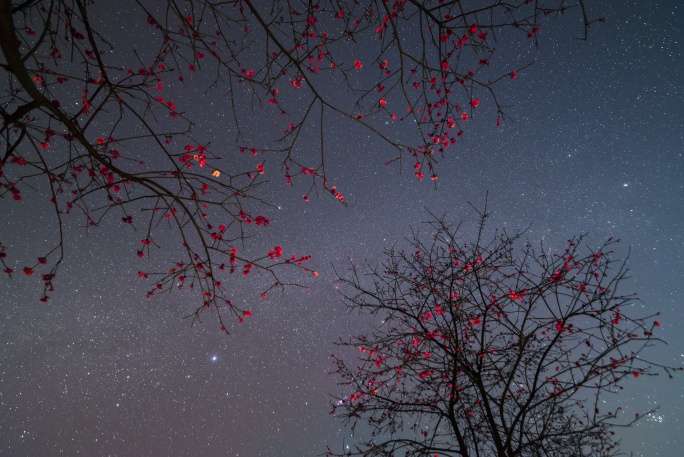 樱花星空延时摄影