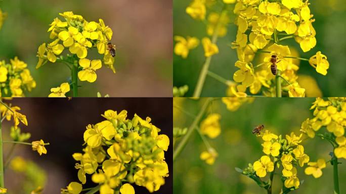 春天 油菜花 蜜蜂 春风