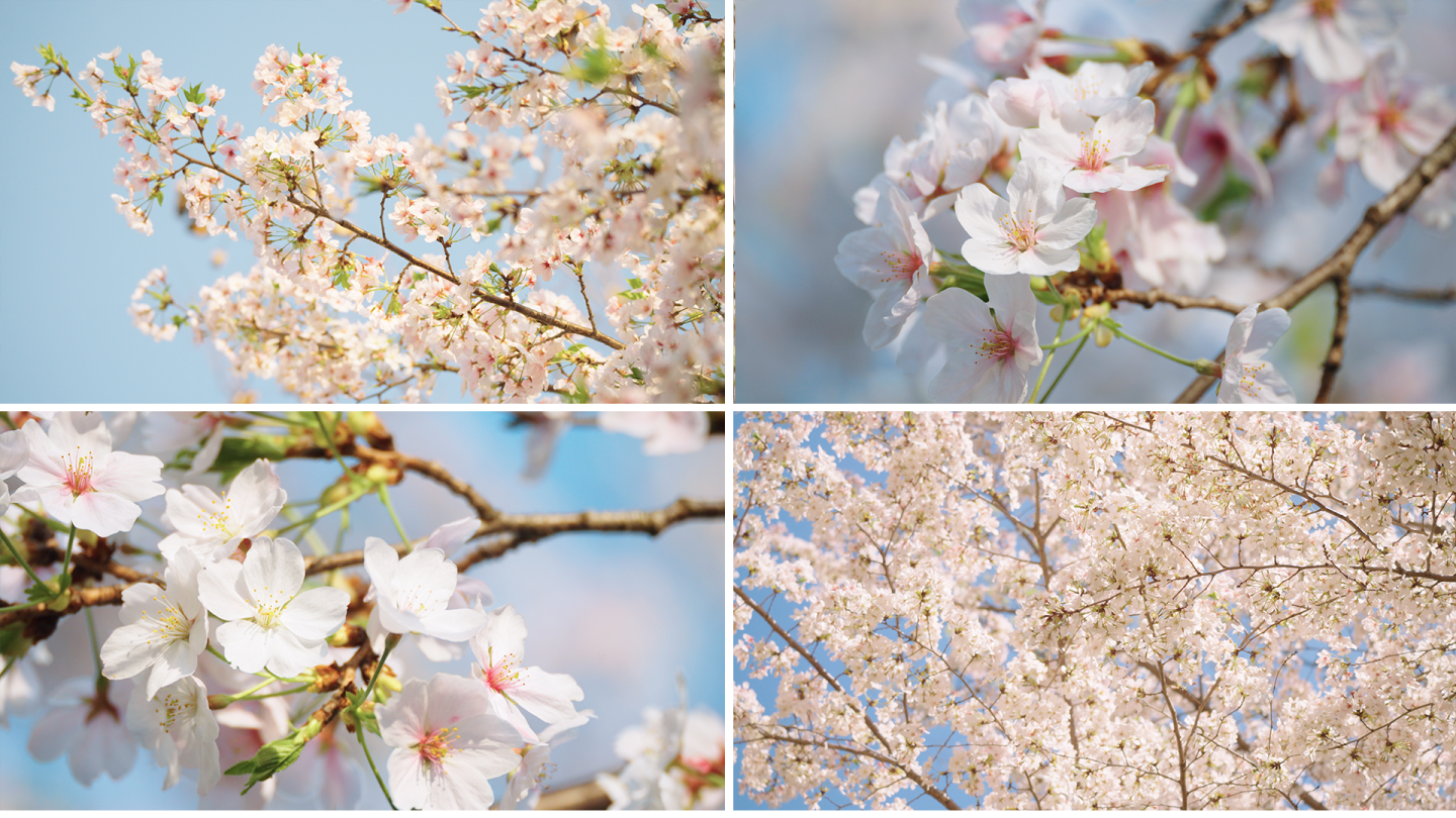 春天樱花 唯美白色樱花