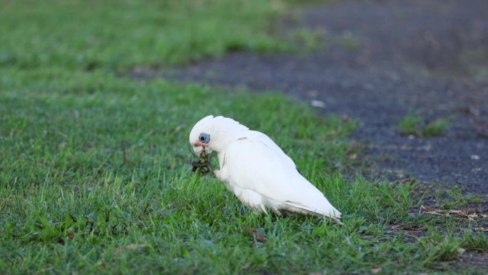 凤头鹦鹉在草地上觅食