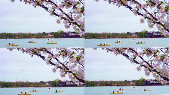 樱花公园划船