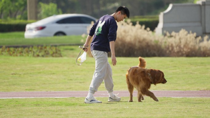 遛狗金毛金毛狗在草坪草地撒尿