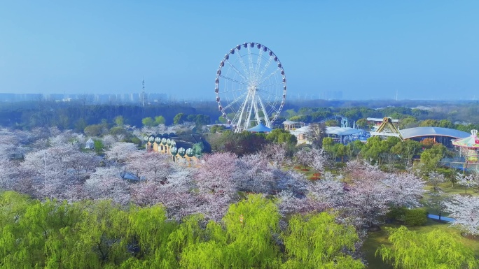 2024上海顾村公园樱花樱花节
