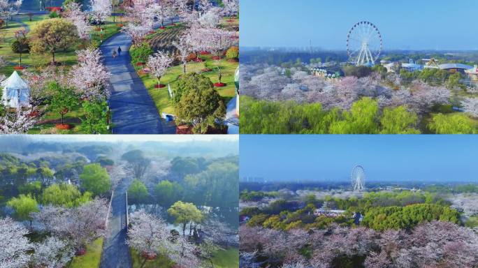 2024上海顾村公园樱花樱花节