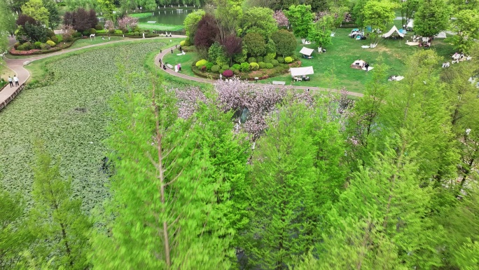 城市公园湖边游玩 樱花岛