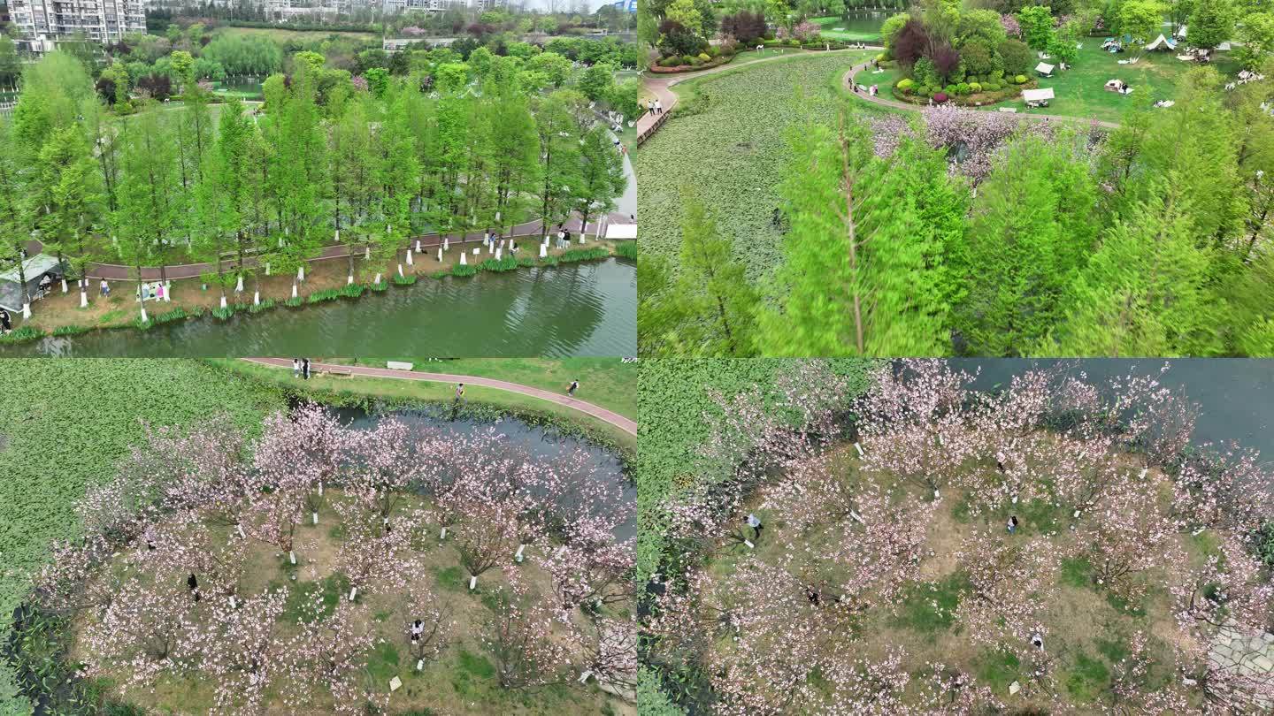 城市公园湖边游玩 樱花岛