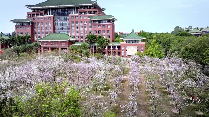 航拍广州华南农业大学紫荆花海二