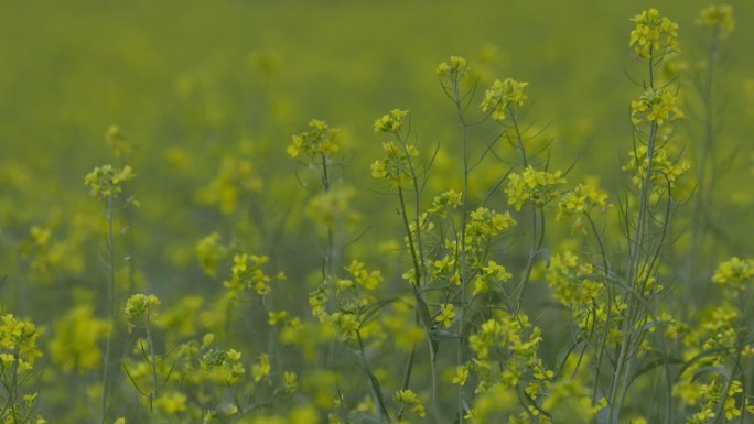 内蒙古巴林左旗油菜花草原公路航拍空境合集