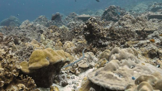 带状海蛇在充满各种珊瑚礁的风景区游泳。