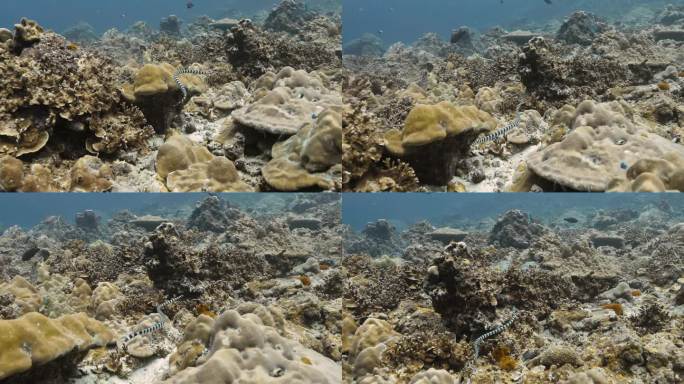 带状海蛇在充满各种珊瑚礁的风景区游泳。