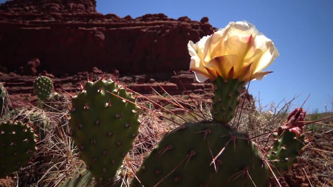 开花仙人掌植物，橙花的Opuntia sp.(多刺)在峡谷地国家公园，犹他州