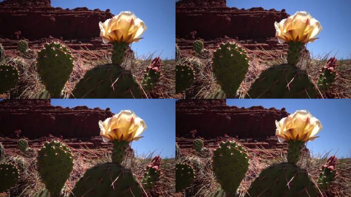 开花仙人掌植物，橙花的Opuntia sp.(多刺)在峡谷地国家公园，犹他州