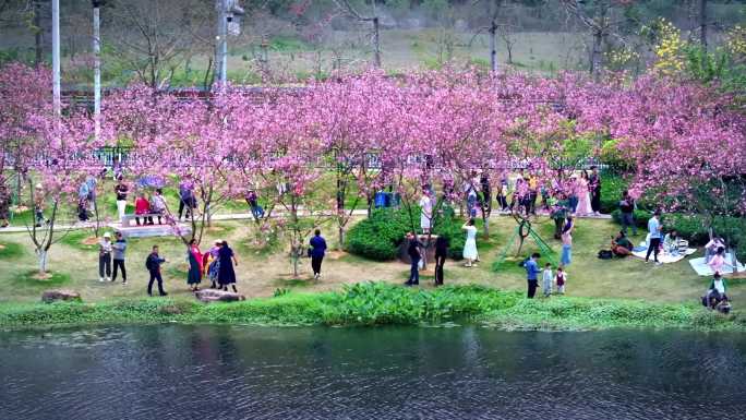 航拍广州萝岗创业公园樱花绽放