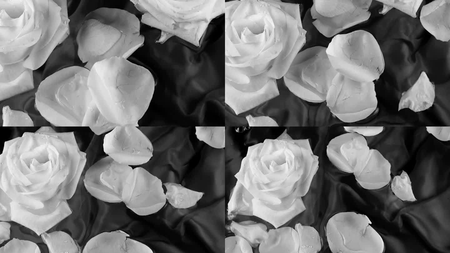 白色玫瑰的花朵和花瓣漂浮在黑色的背景上，在水面上荡起涟漪。