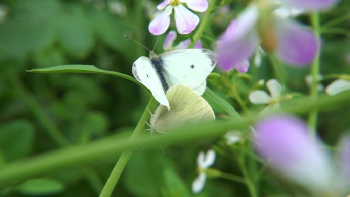 萝卜花 花开 春天蝴蝶 蝴蝶交配 花瓣