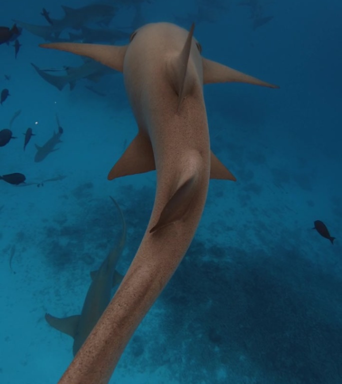 一群鲨鱼在蓝色的大海里游泳。巴哈马群岛海底的鱼群和鲨鱼。垂直镜头