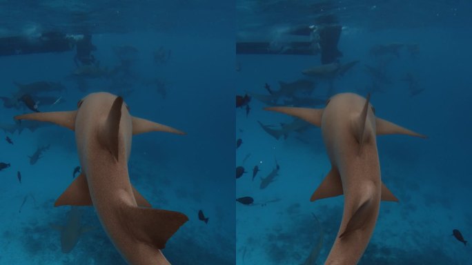 一群鲨鱼在蓝色的大海里游泳。巴哈马群岛海底的鱼群和鲨鱼。垂直镜头