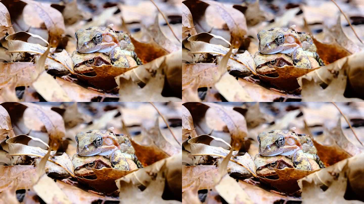 两只普通的青蛙在秋天的树叶中交配