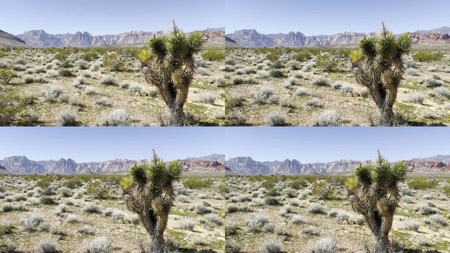 沙漠景观中的丝兰树。内华达州莫哈韦沙漠的丝兰树的电影镜头。美国。4 k