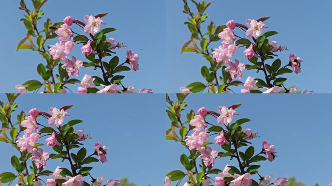 4K画质，蜜蜂在海棠花上采蜜，垂丝海棠花
