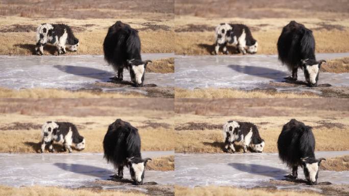 4k高原西藏区久治县冬天牦牛放牧