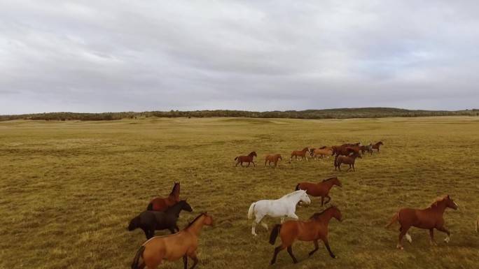 鸟瞰图，一群马在开阔的田野上奔跑