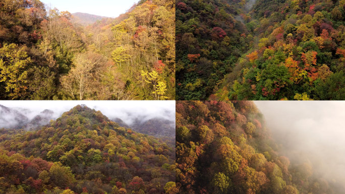 秦岭光雾山秋天秋景红叶枫叶意境唯美航拍