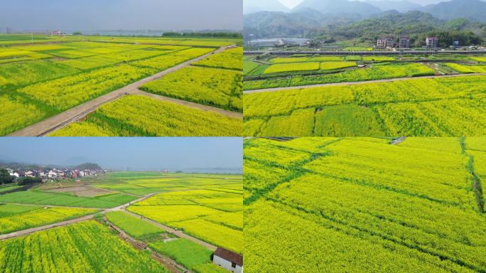 富阳油菜花航拍