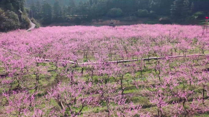 湖南通道芋头古侗寨大片桃花竞相盛开