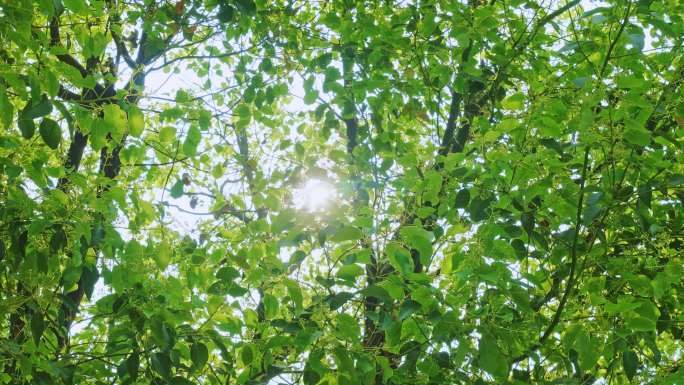 夏天树下光影树枝绿叶阳光洒落