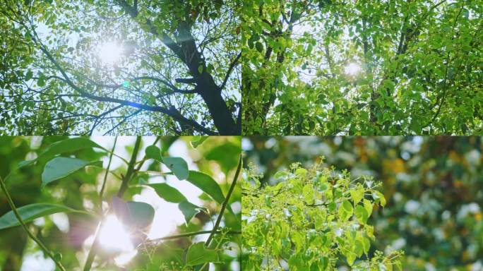 夏天树下光影树枝绿叶阳光洒落