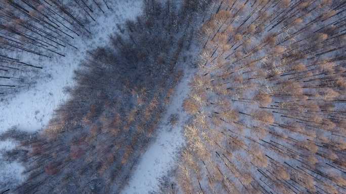 4K俯拍冬季森林树冠 (18)